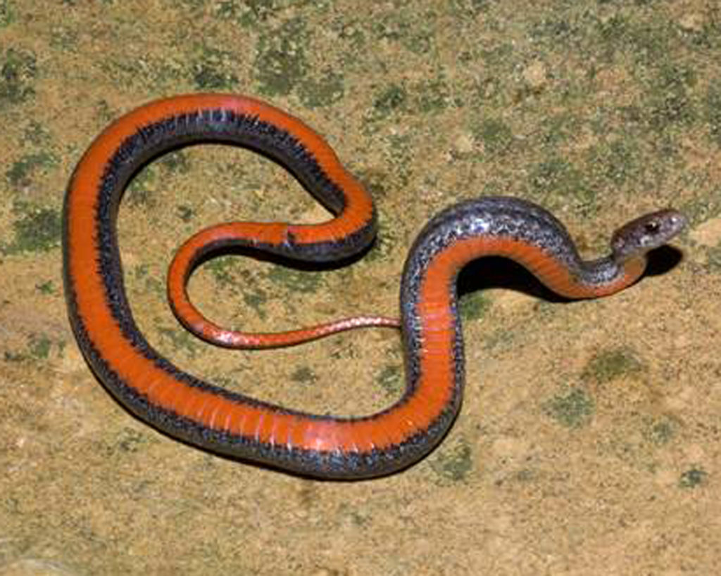 Kansas wildlife commission removes snake from threatened list News